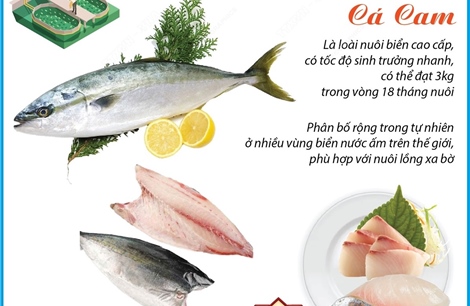 Việt Nam là nước đầu tiên nghiên cứu, sinh sản thành công giống cá cam