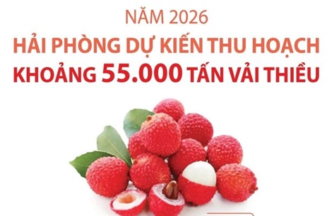 Hải Phòng dự kiến thu hoạch khoảng 55.000 tấn vải thiều
