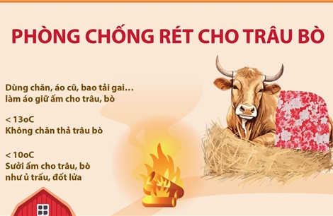 Phòng chống rét cho trâu bò