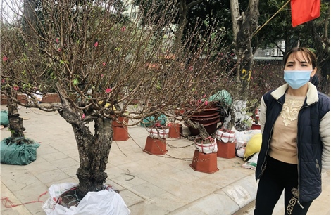 Cây đào 40 tuổi cho thuê hơn chục triệu đồng