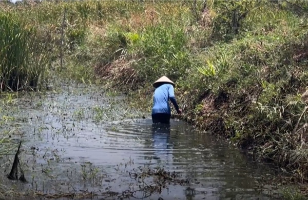 Truyền thông Đức phản ánh phương pháp nông dân Việt Nam ứng phó với biến đổi khí hậu
