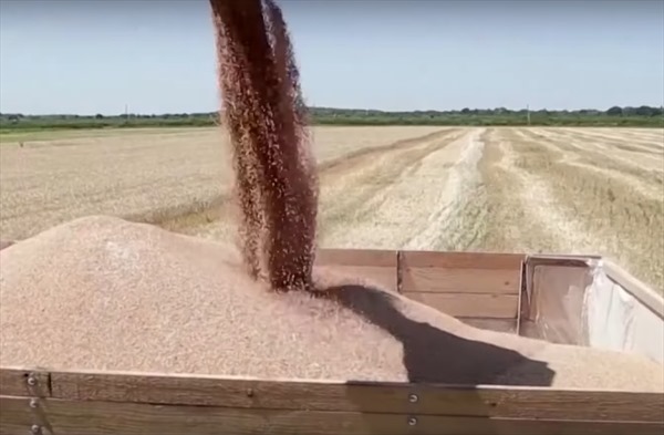 Ukraine và EU thảo luận về hành lang xuất khẩu ngũ cốc mới 