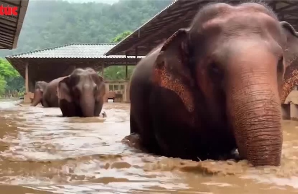 Giải cứu hàng trăm con voi do lũ lụt nghiêm trọng ở Chiang Mai