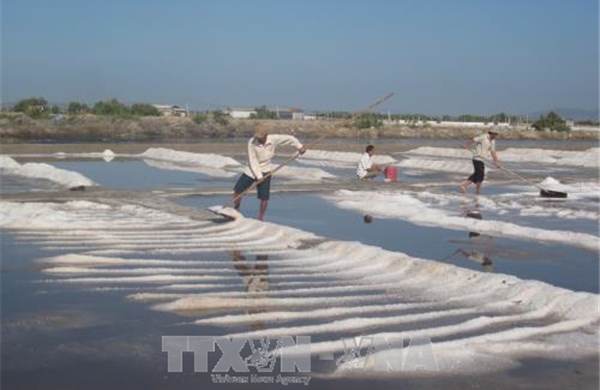 Nâng tầm giá trị hạt muối, gỡ khó cho diêm dân