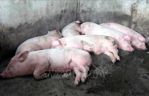 Xử lý triệt để ổ dịch tả lợn châu Phi, không để lây lan diện rộng