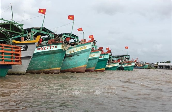 Khắc phục 'thẻ vàng' IUU: Cà Mau kiểm soát hoạt động tàu cá xuất, nhập bến