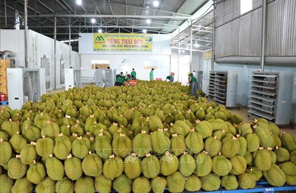 Nông sản Việt chinh phục Trung Quốc bằng chất lượng và sự an toàn