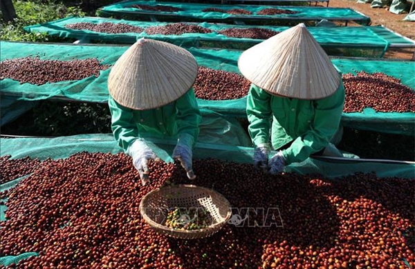 Bộ Công Thương hướng dẫn cụ thể về sử dụng bảng kê thu mua nguyên liệu