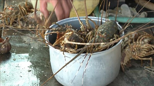 Bước đầu xác định tác nhân khiến tôm hùm bông chết bất thường ở huyện Vạn Ninh