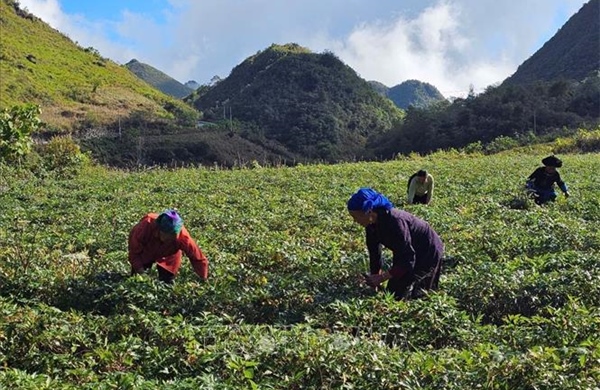 Thu hút doanh nghiệp phát triển cây dược liệu dưới tán rừng 