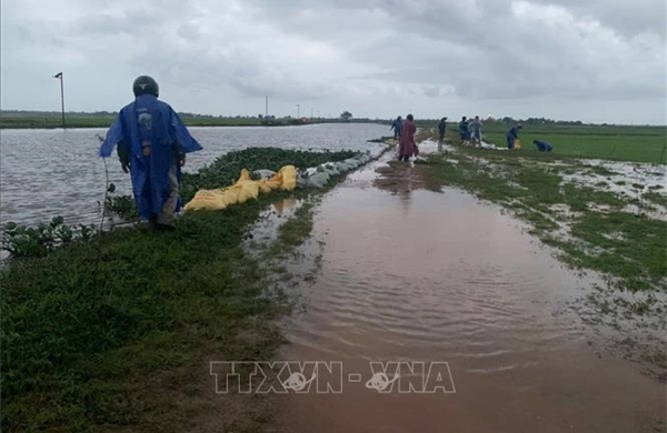 Khẩn trương bảo vệ hơn 37.000 ha lúa Hè - Thu trước nguy cơ mưa lớn