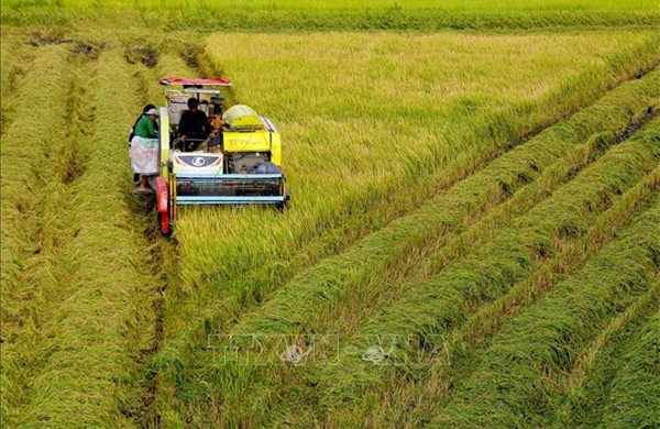 Lúa Đông Xuân sớm ở Hậu Giang mất giá, năng suất thấp