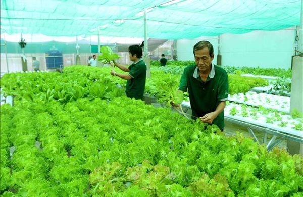 Định hướng của thị trường các mô hình kinh tế tập thể 