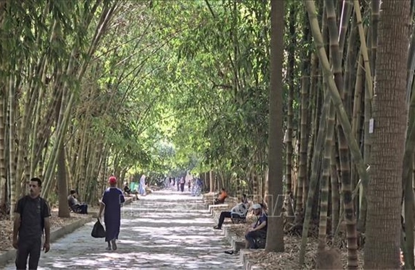 Rì rào tiếng tre Việt Nam giữa lòng Bắc Phi
