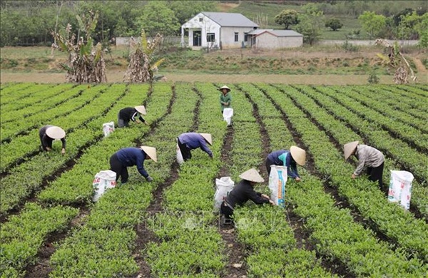 Xuất khẩu sụt giảm, chè Việt chinh phục thị trường nội địa