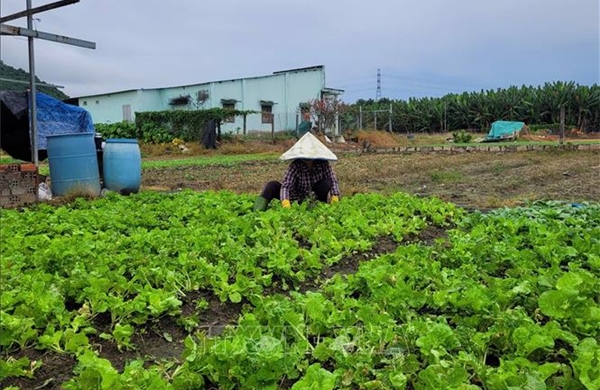 TP Hồ Chí Minh: Mưa liên tục khiến nhiều diện tích rau bị ảnh hưởng, giá tăng cao