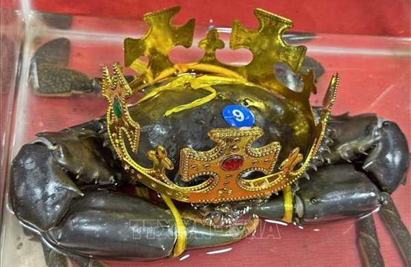 &#39;Vua cua&#39; Cà Mau được lập hồ sơ đề nghị xác lập kỷ lục cua lớn nhất Việt Nam