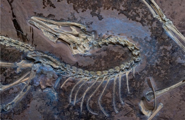 Phát hiện mới về quá trình tiến hóa của khủng long