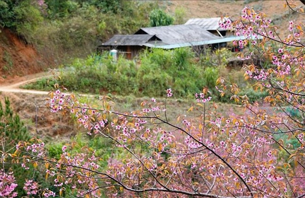 Mùa hoa Tớ Dày nở rộ - điểm nhấn du dịch vùng cao Mù Cang Chải