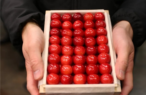 'Vua của các loài cherry Nhật Bản' gây sốt với giá kỷ lục