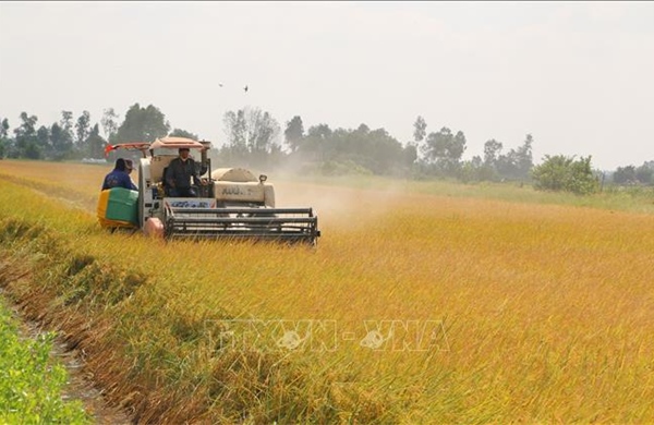 Mùa vàng trên cánh đồng tôm lúa