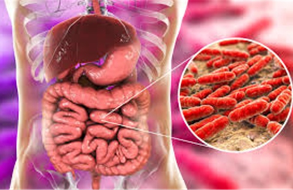 Phát hiện vi khuẩn đường ruột có khả năng 'sản xuất' dưỡng chất thiết yếu cho cơ thể