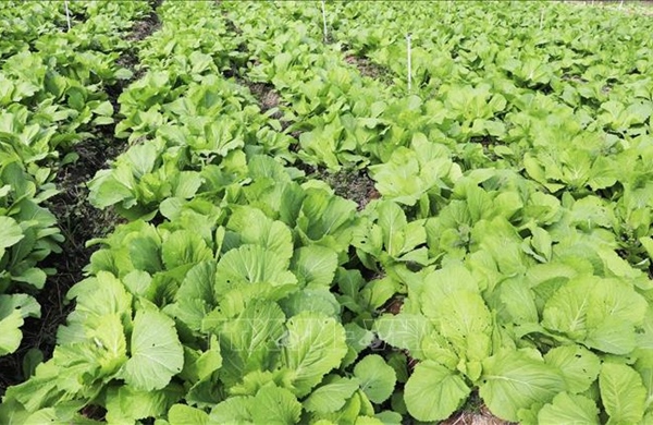 Đồng Tháp xây dựng, phát triển vùng chuyên canh rau màu an toàn