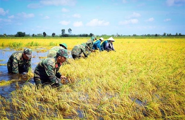 Triển khai Đề án giáo dục, tuyên truyền về Quân đội tham gia lao động sản xuất trên phạm vi cả nước