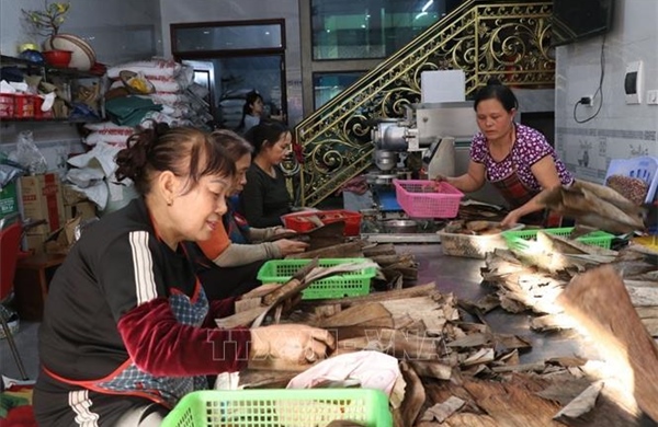 Mùa Tết, làng bánh gai Ninh Giang tăng gấp đôi sản lượng