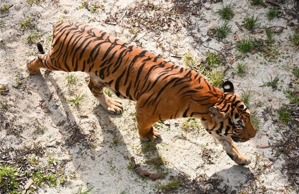 Thái Lan: Hổ chết hàng loạt do bệnh truyền nhiễm