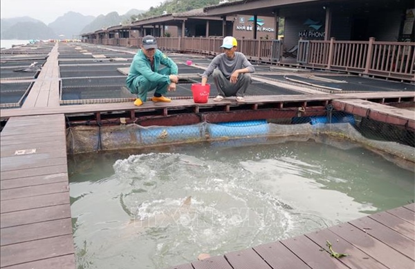 Hải Phòng thúc đẩy nuôi biển công nghiệp