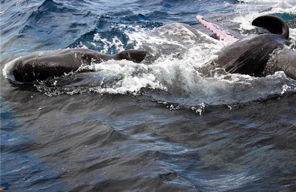 Phát hiện cá voi nhà táng biết 'đỡ đẻ' cho đồng loại