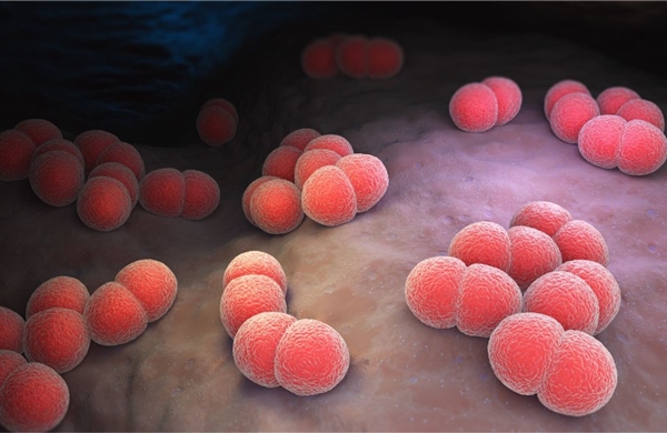 Bệnh do não mô cầu có xu hướng gia tăng, Bộ Y tế khuyến cáo người dân chủ động các biện pháp bảo vệ sức khỏe