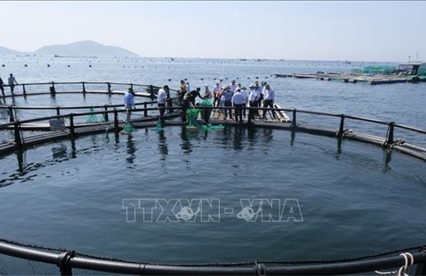 Khánh Hòa đối mặt với rủi ro dịch bệnh thủy sản