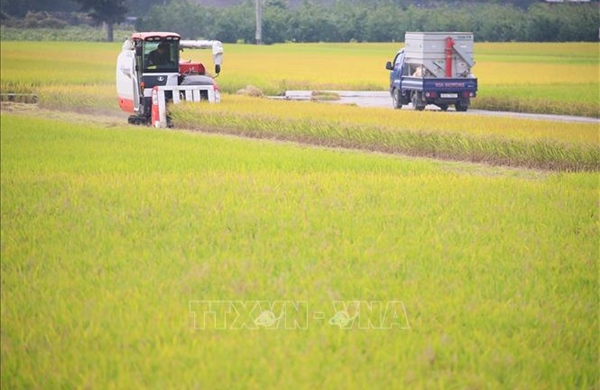 Hàn Quốc trước bài toán khó về nâng tỷ lệ tự cung lương thực