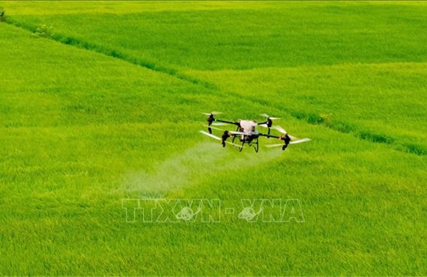 Cánh đồng lớn mở đường cho nông nghiệp hiện đại