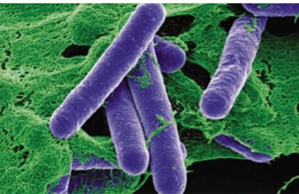 Hai bệnh nhi ngộ độc botulinum tại Đà Nẵng đã hồi phục và xuất viện