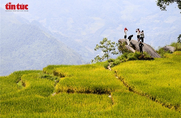 Y Tý rực rỡ sắc vàng mùa lúa chín