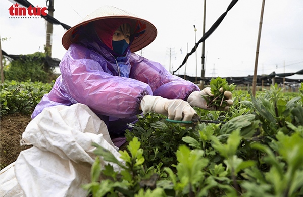Giá rét bao trùm, nông dân Hà Nội gồng mình chăm hoa Tết