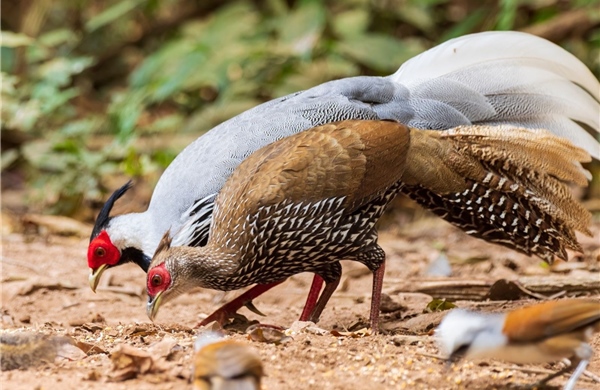 Luật sư phân tích tình tiết mới nhất từ vụ án ‘Gà lôi’ 