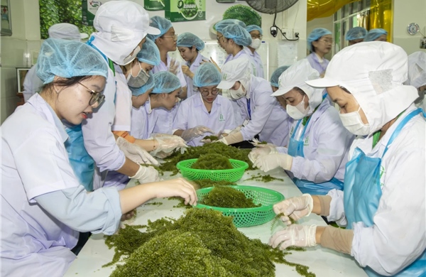 Cần cơ chế hợp đồng dài hạn giữa doanh nghiệp, hợp tác xã và người dân 