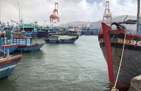 Giá nhiên liệu ổn định tạo động lực cho ngư dân bám biển