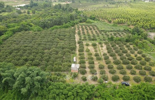 Tái cấu trúc ngành nông nghiệp TP Hồ Chí Minh - Bài 1: Mở rộng không gian phát triển