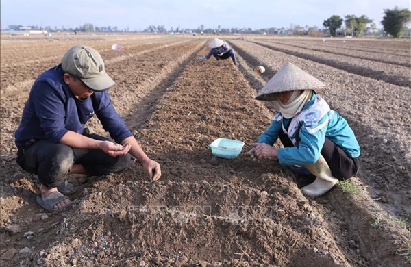 Nông dân hào hứng xuống đồng đầu Xuân mới