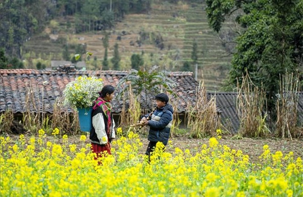 Du Xuân trên cao nguyên đá Đồng Văn