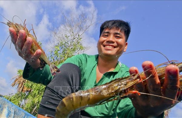 Nắm bắt cơ hội thị trường mới cho tôm Việt