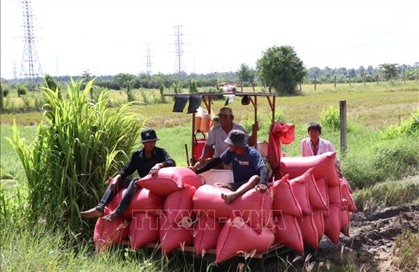 Nông dân Vĩnh Long thất thu vụ lúa Hè Thu