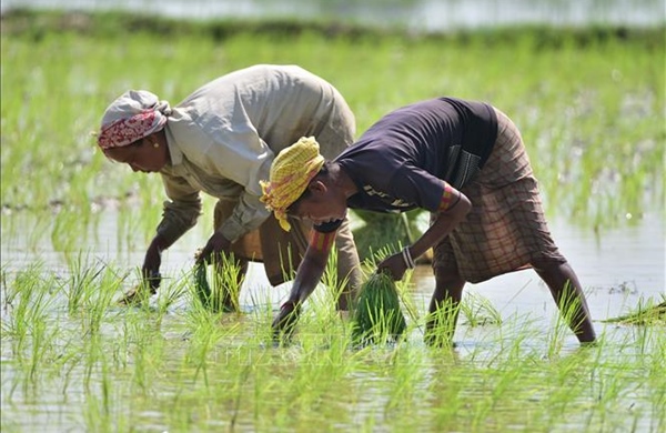 Hạt giống vô tính hứa hẹn thay đổi nông nghiệp toàn cầu