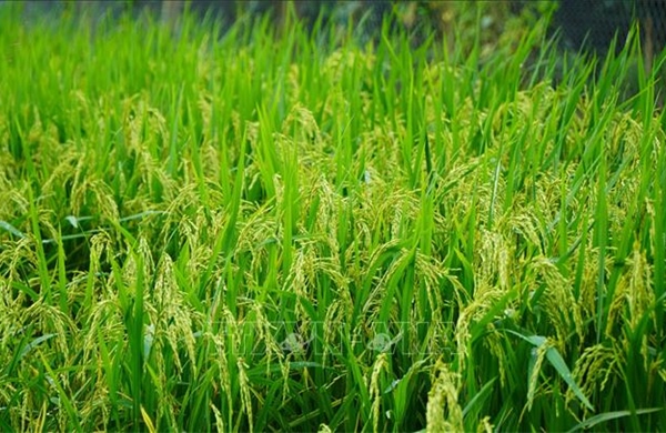 Sản xuất lúa chất lượng cao, phát thải thấp, lợi nhuận tăng đến hơn 5 triệu đồng/ha