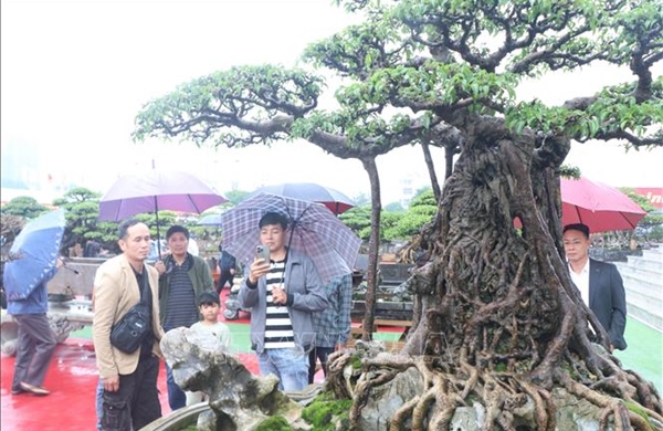 Trưng bày hơn 5.000 tác phẩm sinh vật cảnh tiêu biểu của các vùng, miền